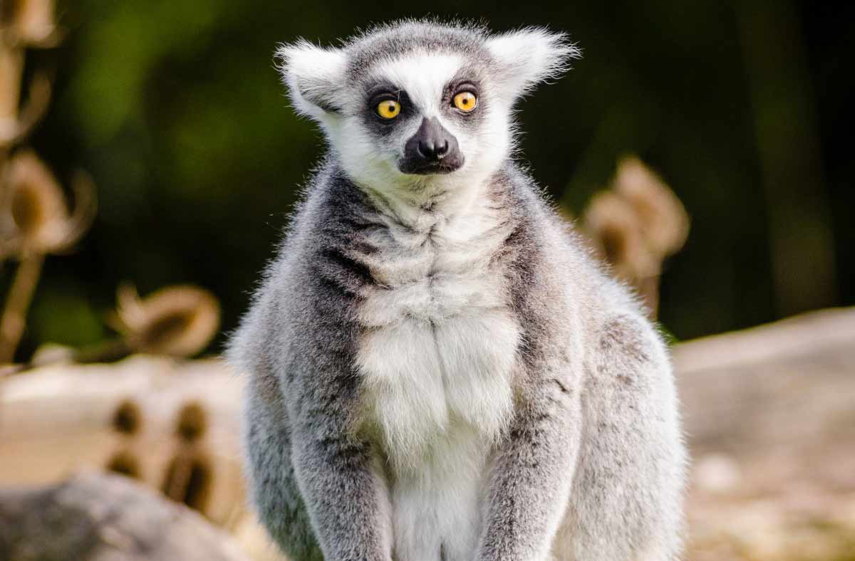 Lemur: Profile, Description, Traits, Diet, Habitat, Facts - Primates Park