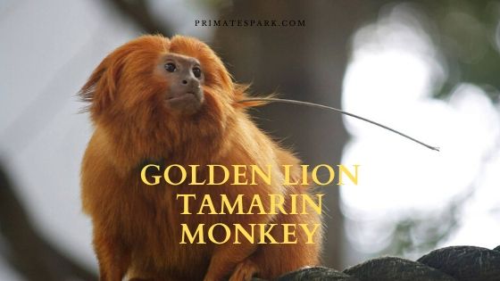 Golden Lion Tamarin Monkey Interesting Facts - Primates Park