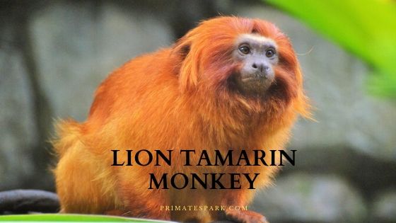 Lion Tamarin Monkey - Information | Endangered - Primates Park