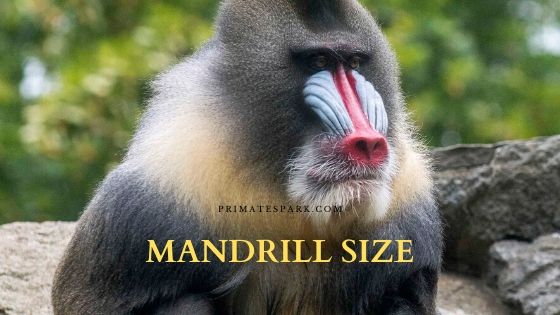 What Is Average Male And Female Mandrill Size Primates Park