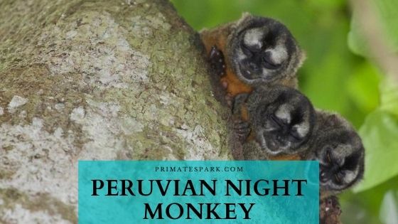 Peruvian Night Monkey - Facts | Profile | Adaptations - Primates Park