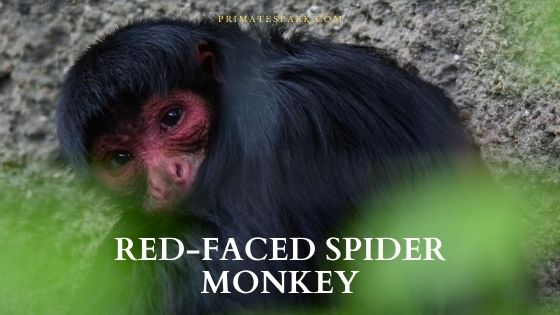 Red-faced Spider Monkey - Profile | Facts | Endangered - Primates Park