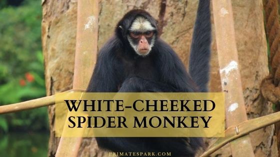 White-Cheeked Spider Monkey - Profile | Facts | Endangered - Primates Park