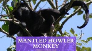 Mantled Howler Monkey - Profile | Facts | Adaptations - Primates Park