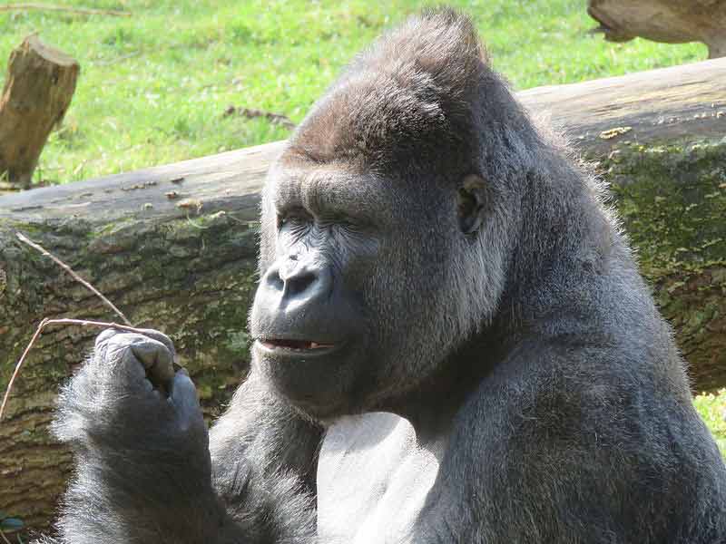 gorilla vs ape