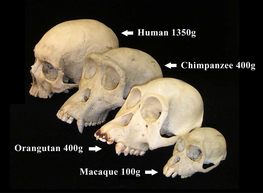 chimpanzee vs human face chimpanzee vs human face