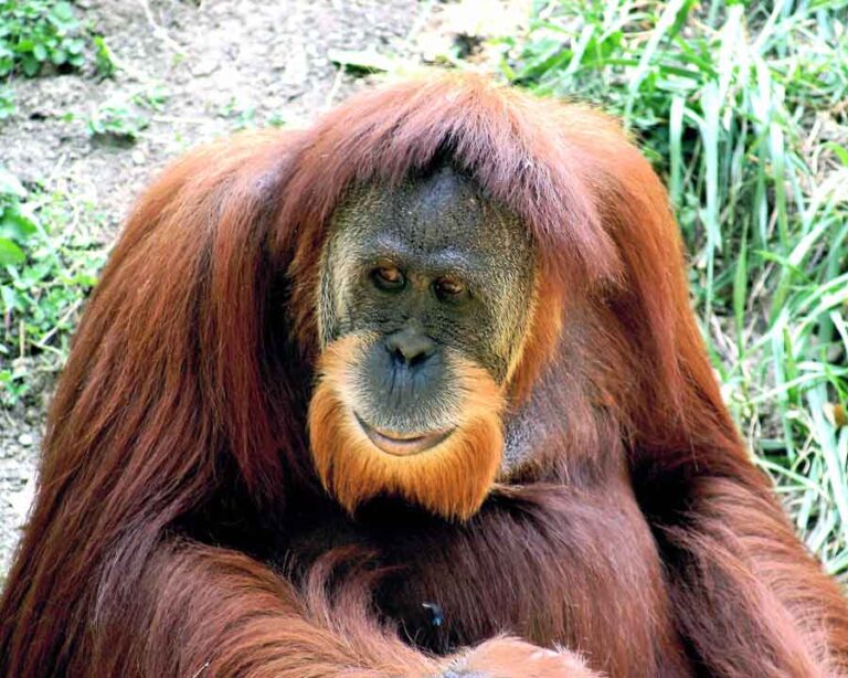 Sumatran Orangutan Profile  Facts Habitat Diet 