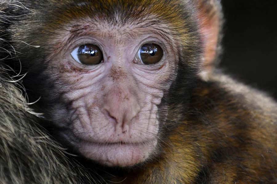 Is There Any Best Type of Monkey for A Pet? Primates Park