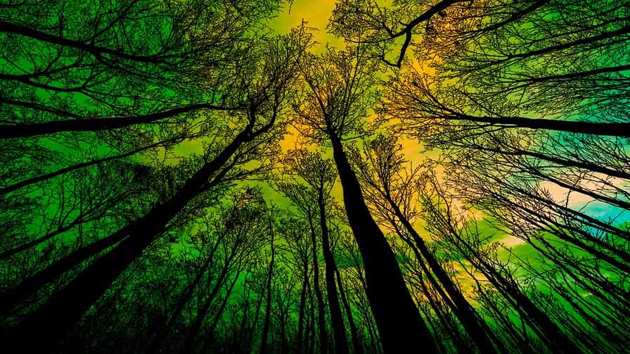 35 Greenhouse Gases Interesting Fun Amazing Cool Facts Primates Park