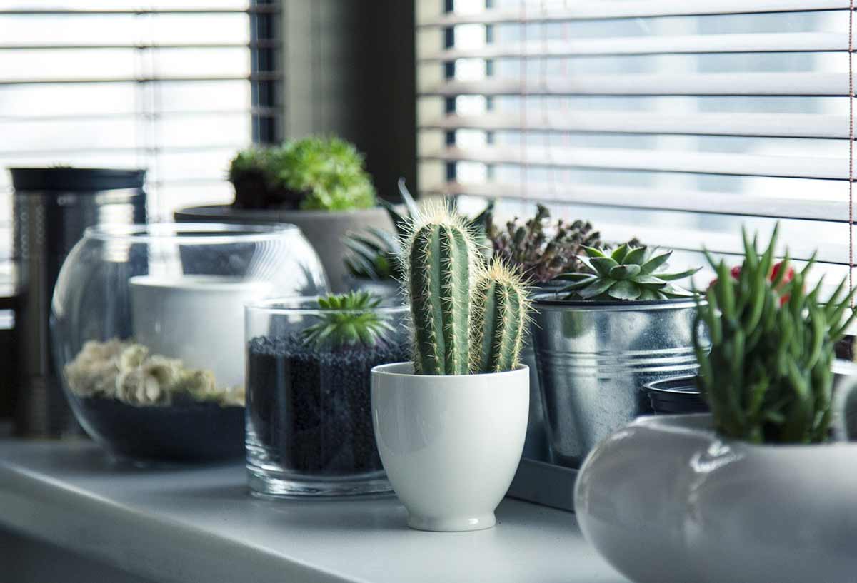 8 Ideas How to Keep Plants Alive while on Vacation Primates Park